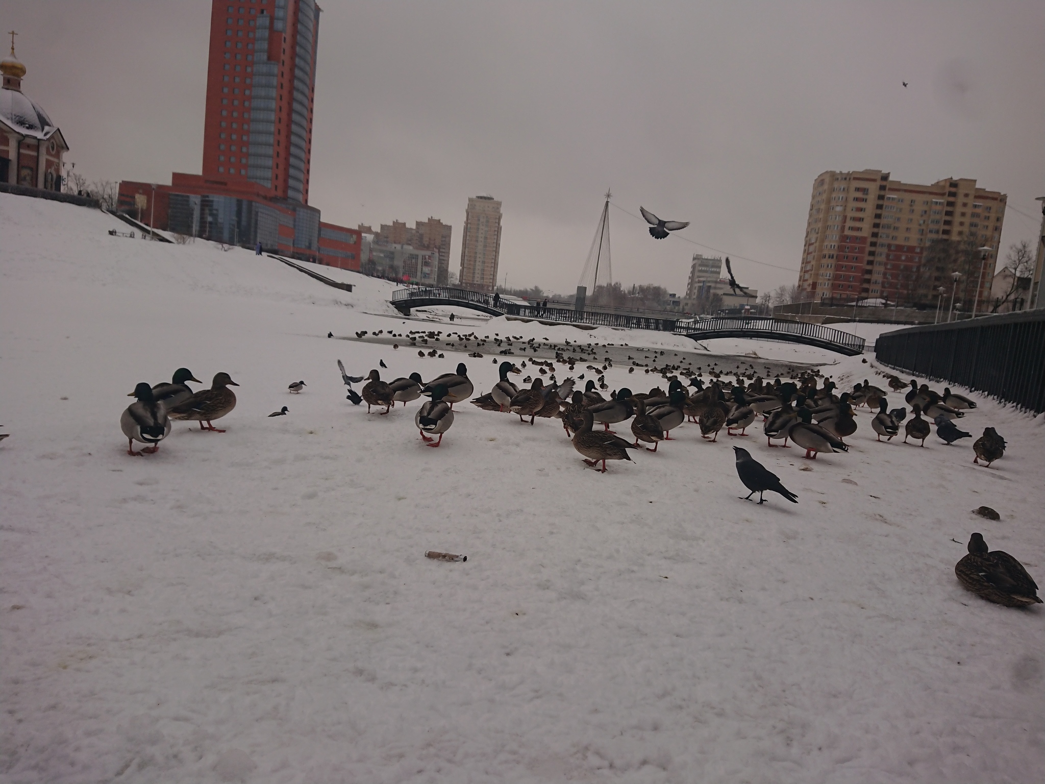 Reply to the post Ducks in the Snow - My, Duck, Snow, Winter, Longpost