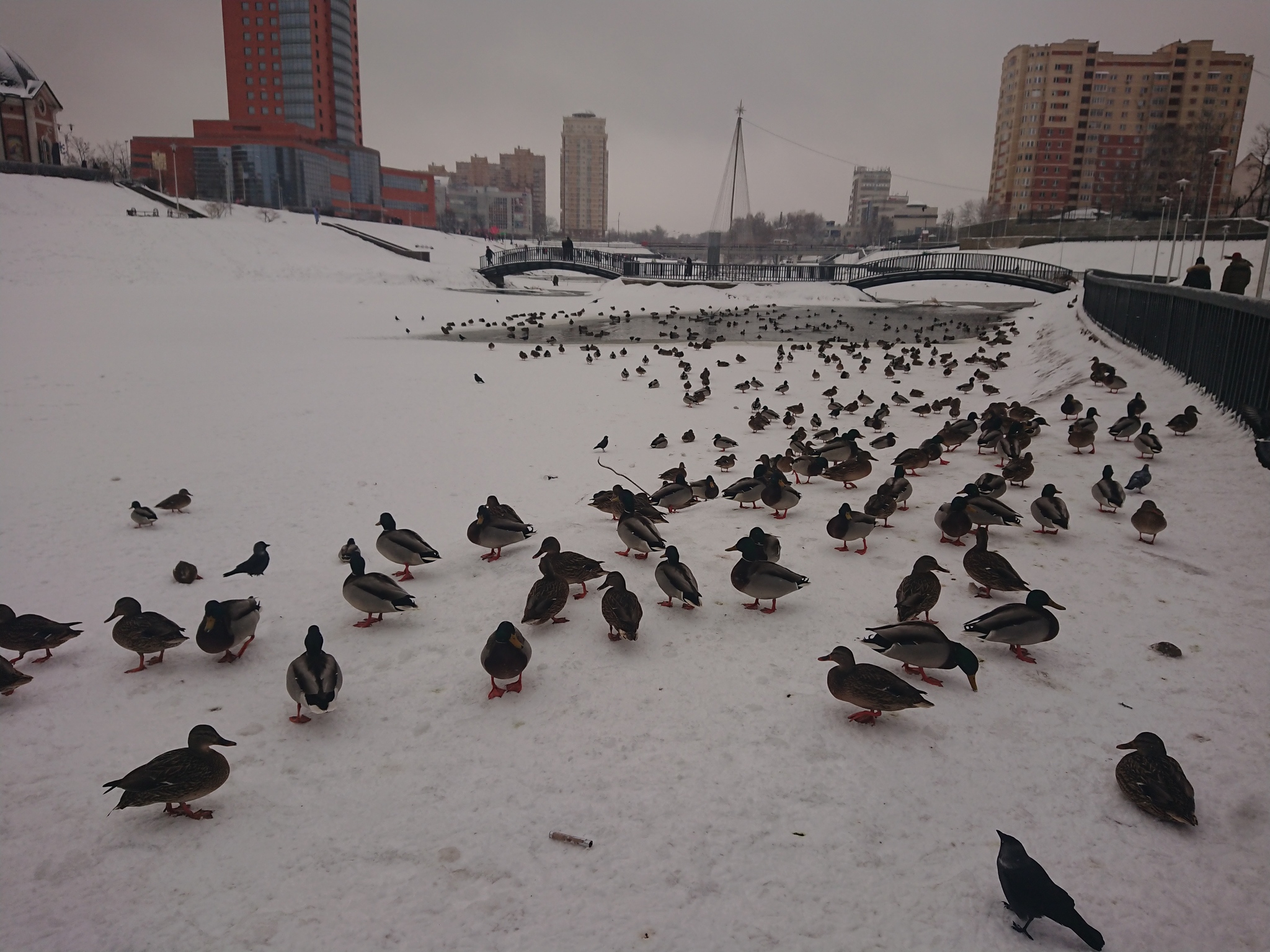 Reply to the post Ducks in the Snow - My, Duck, Snow, Winter, Longpost