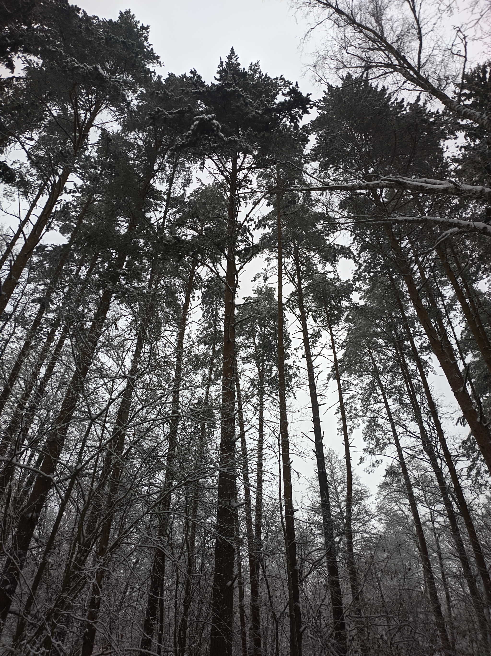 Winter! (added photo) - My, Mobile photography, Winter, Forest, Snow, Longpost