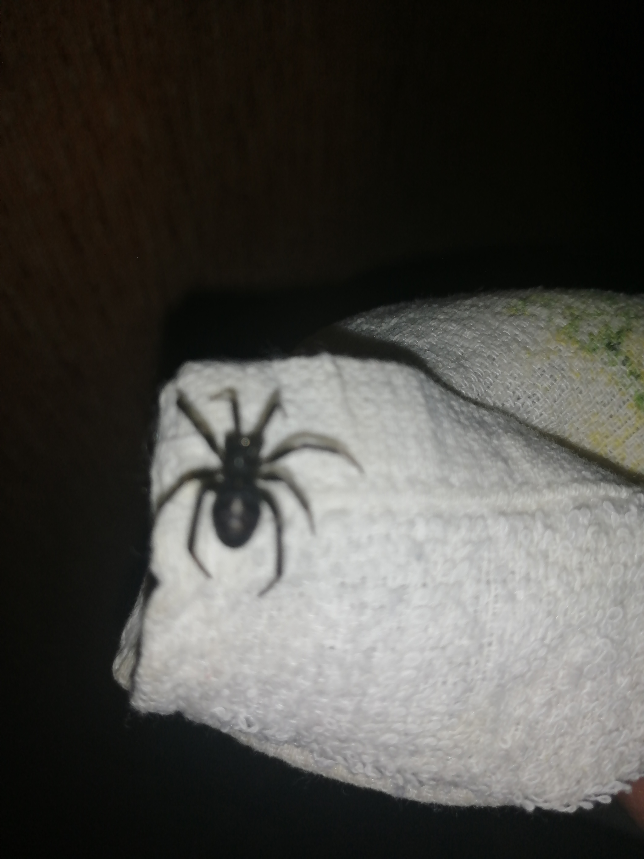 What kind of spider? - My, Spider, Definition, Help, Identification