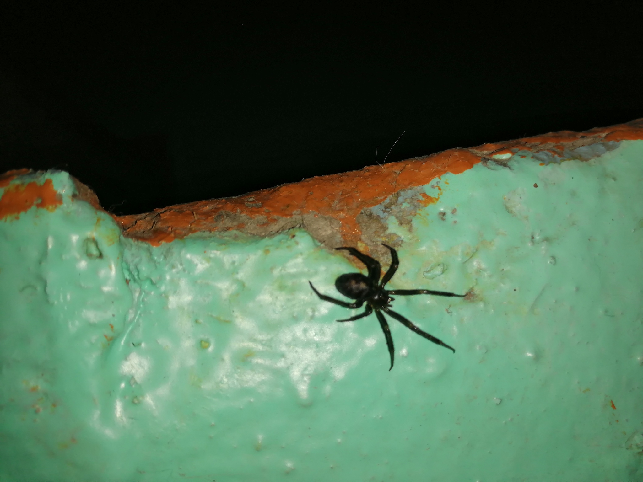 What kind of spider? - My, Spider, Definition, Help, Identification