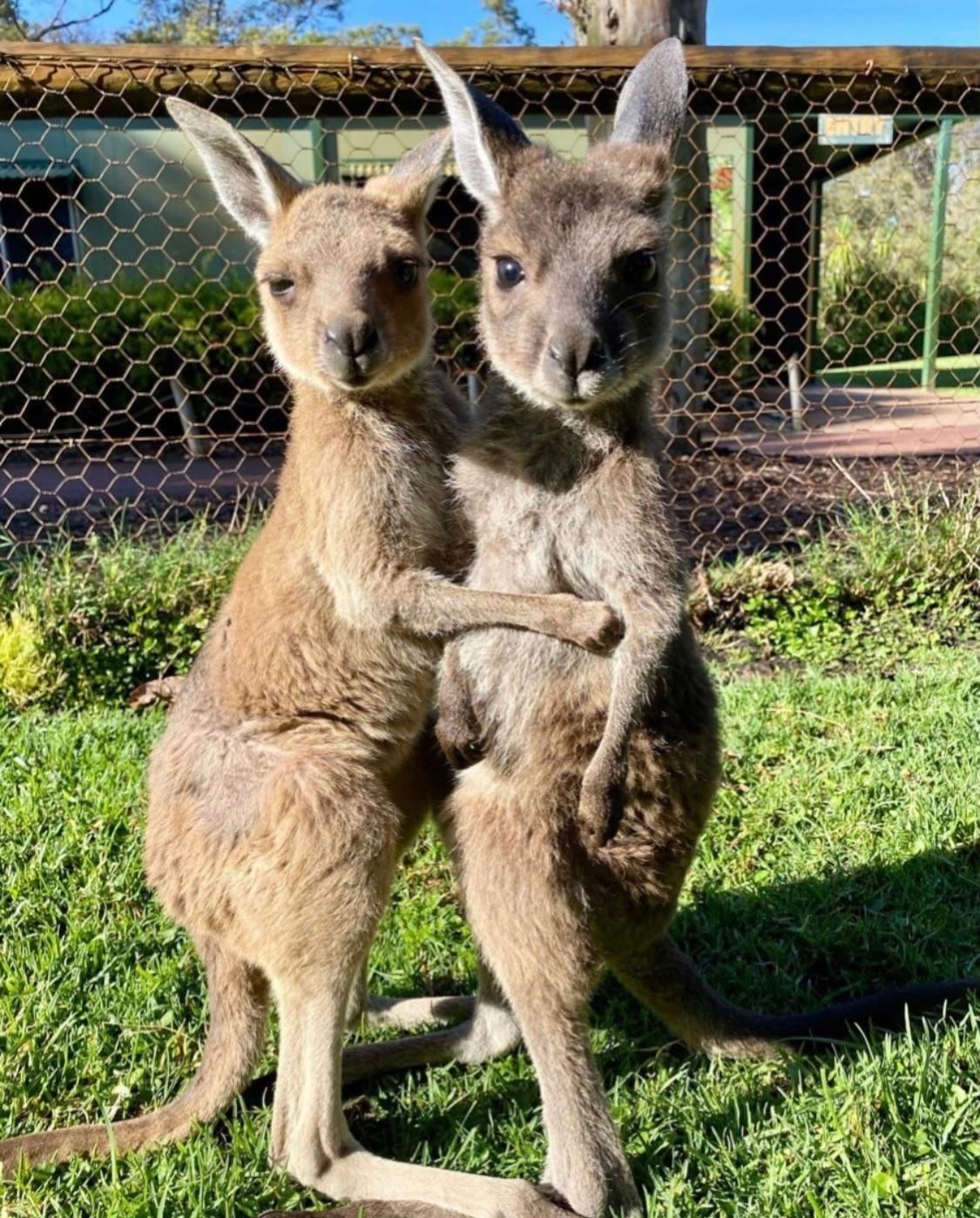 Kanguryat - Animals, Kangaroo, Milota, Nature, The photo, Young