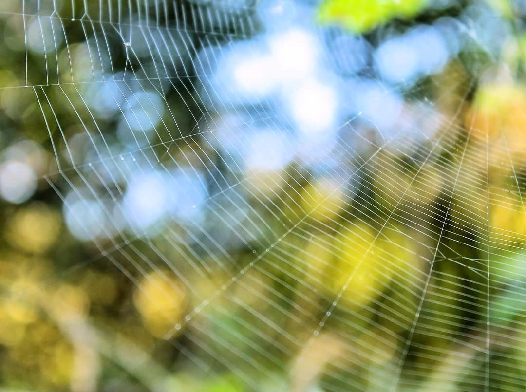 Web - My, Web, The photo, Nature