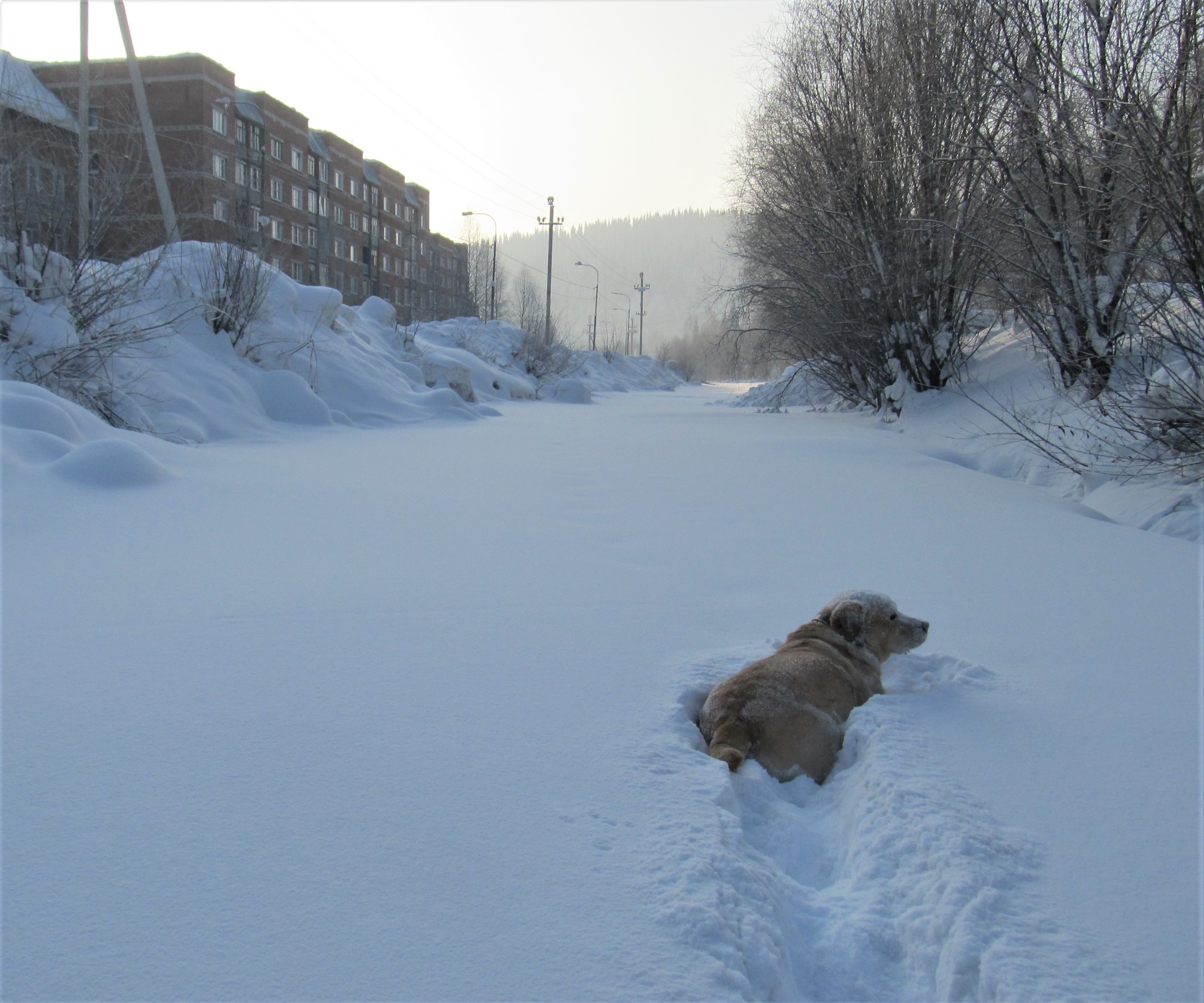 When I was walking and walking and suddenly I wanted ice cream - My, Dog, Labrador, Winter, Snow, Walk, Video, Longpost, Pets