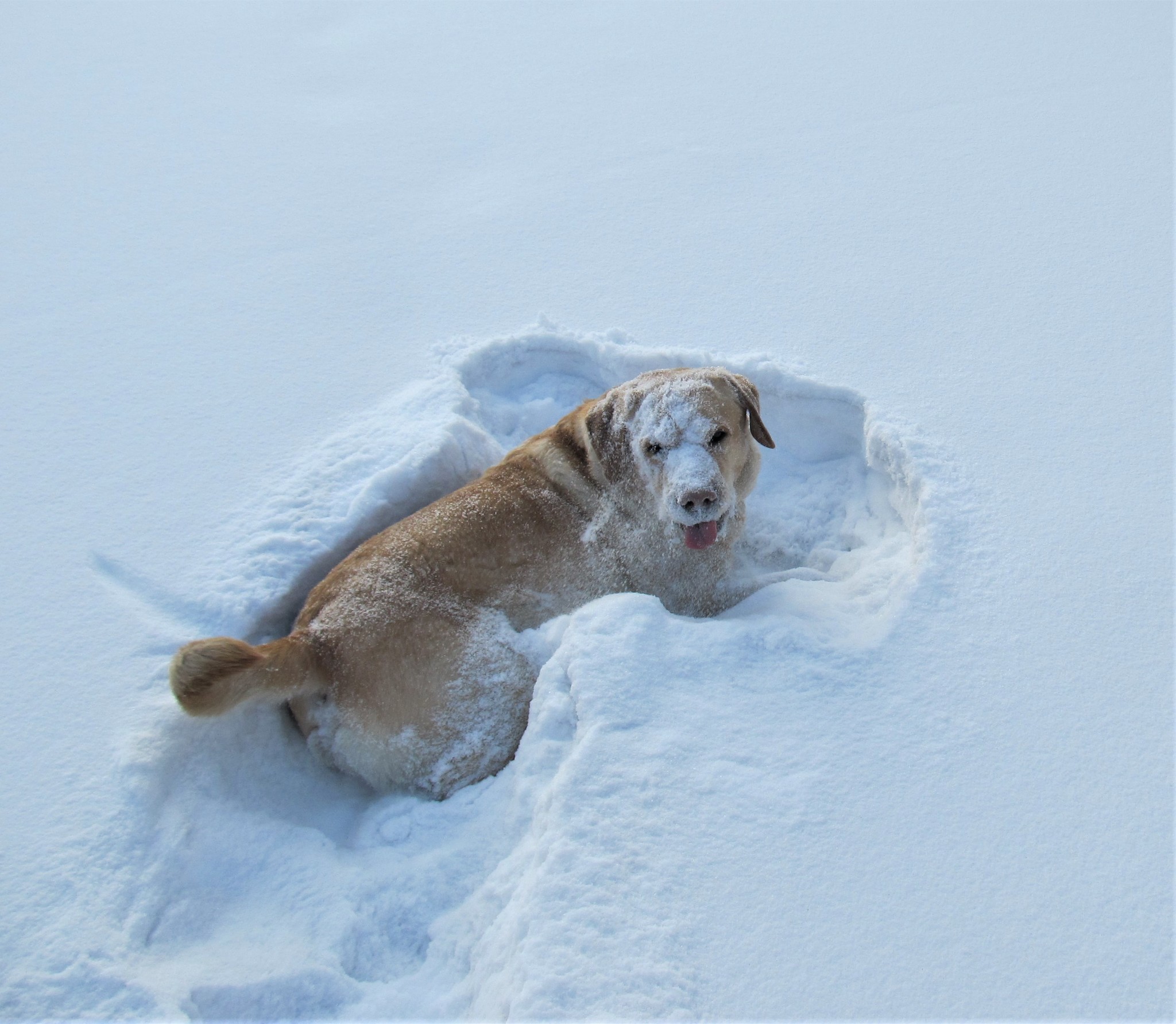 When I was walking and walking and suddenly I wanted ice cream - My, Dog, Labrador, Winter, Snow, Walk, Video, Longpost, Pets