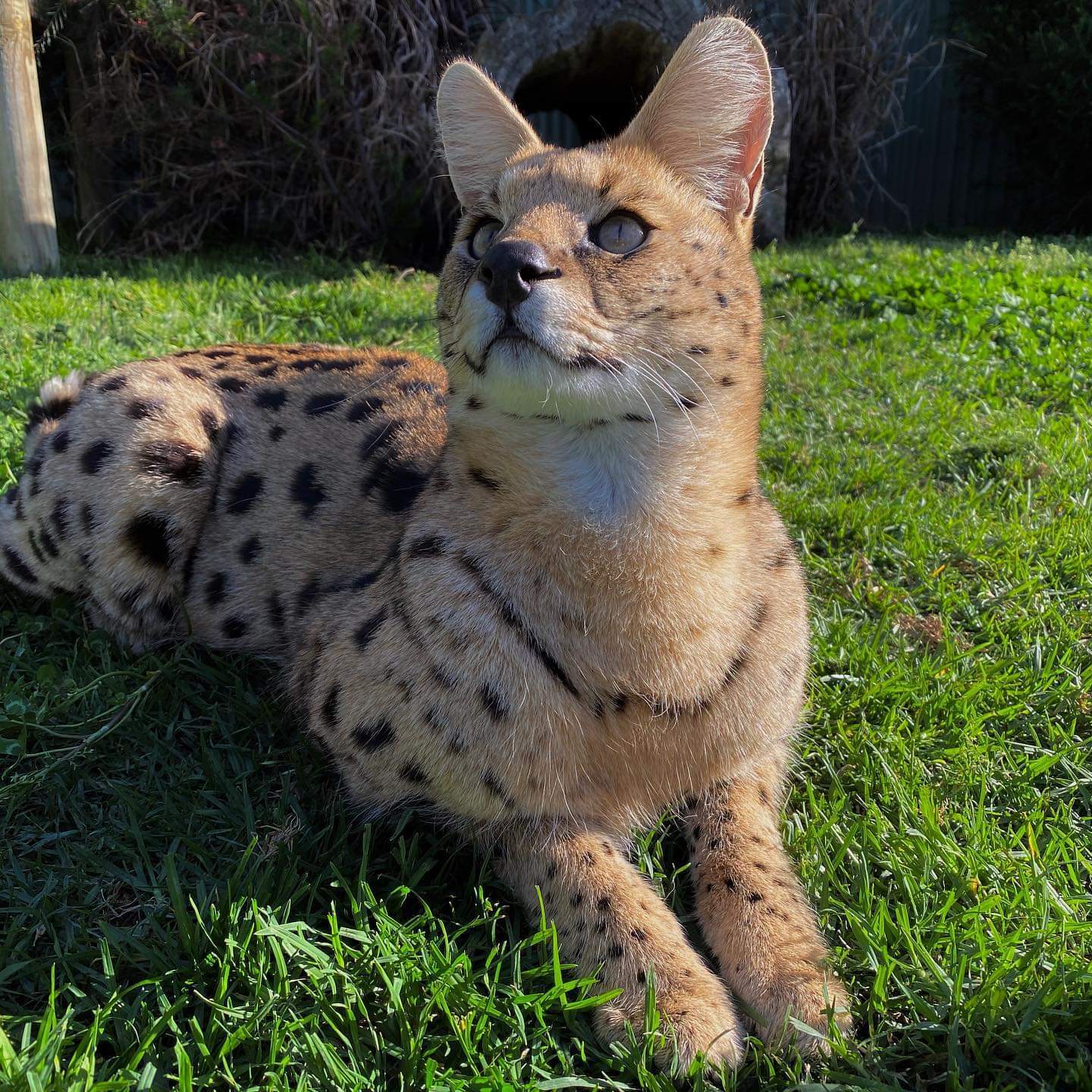 Cute cats - Big cats, Small cats, Clouded leopard, Cheetah, Serval, Caracal, Australia, Longpost, Wild animals, Cat family, The photo, Wild cat center