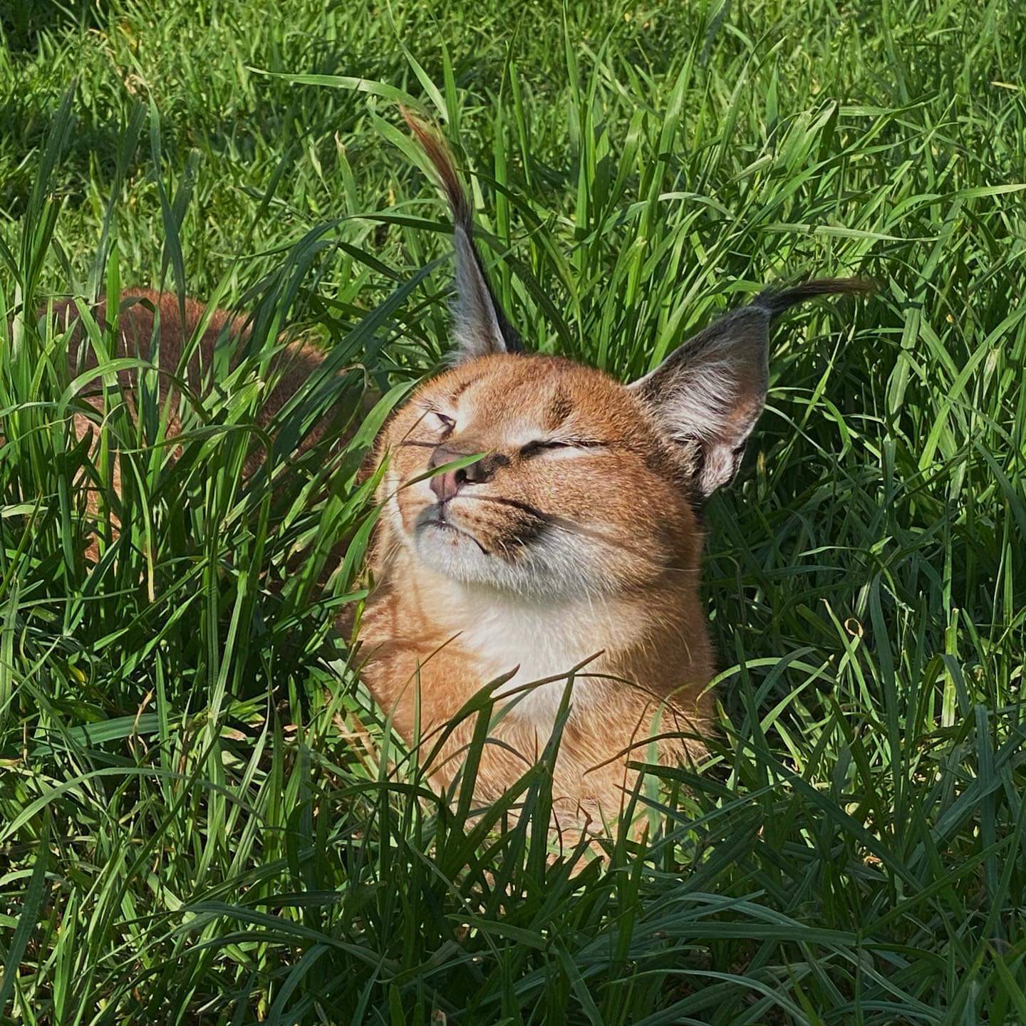 Cute cats - Big cats, Small cats, Clouded leopard, Cheetah, Serval, Caracal, Australia, Longpost, Wild animals, Cat family, The photo, Wild cat center