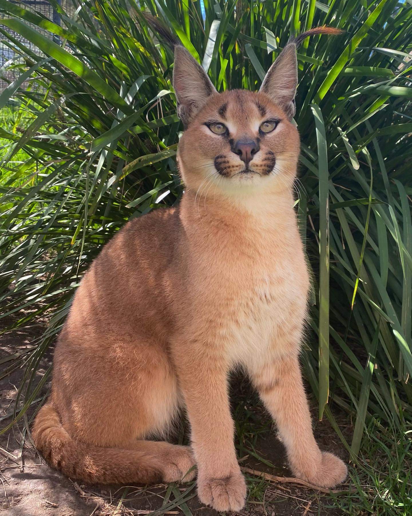 Cute cats - Big cats, Small cats, Clouded leopard, Cheetah, Serval, Caracal, Australia, Longpost, Wild animals, Cat family, The photo, Wild cat center