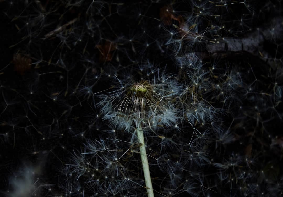 Dandelion - My, Flowers, Spring, The photo