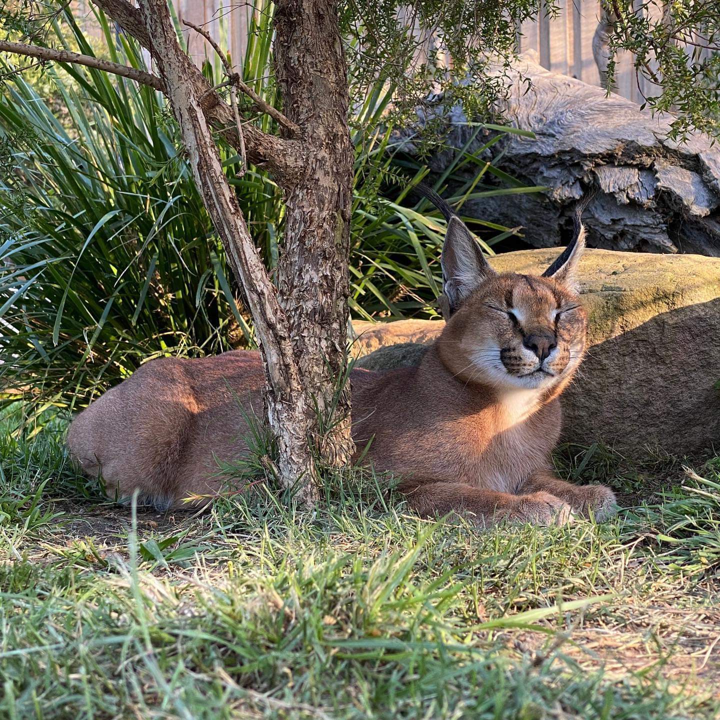 Cute cats - Big cats, Small cats, Clouded leopard, Cheetah, Serval, Caracal, Australia, Longpost, Wild animals, Cat family, The photo, Wild cat center