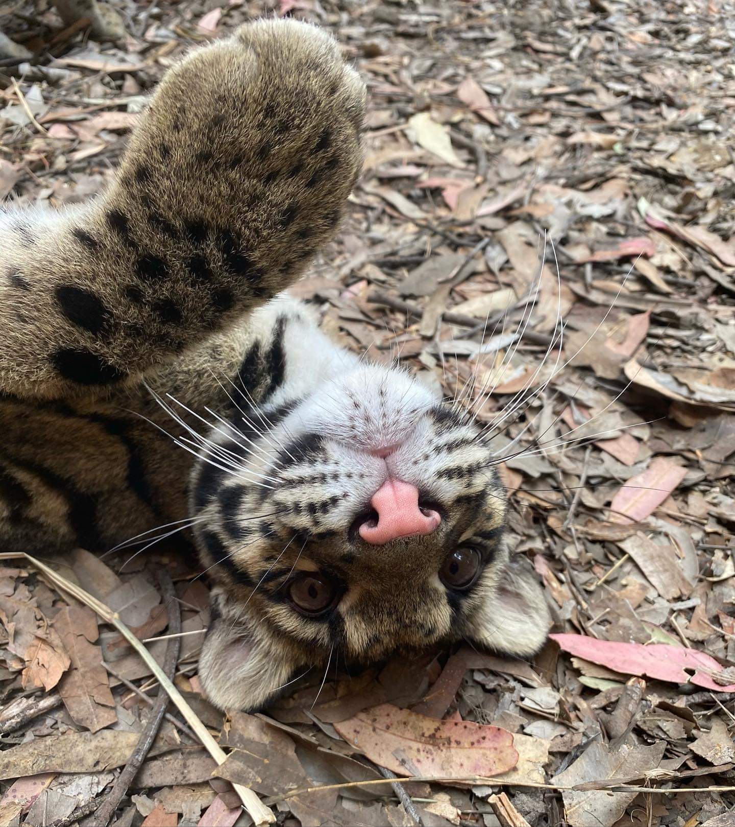 Cute cats - Big cats, Small cats, Clouded leopard, Cheetah, Serval, Caracal, Australia, Longpost, Wild animals, Cat family, The photo, Wild cat center