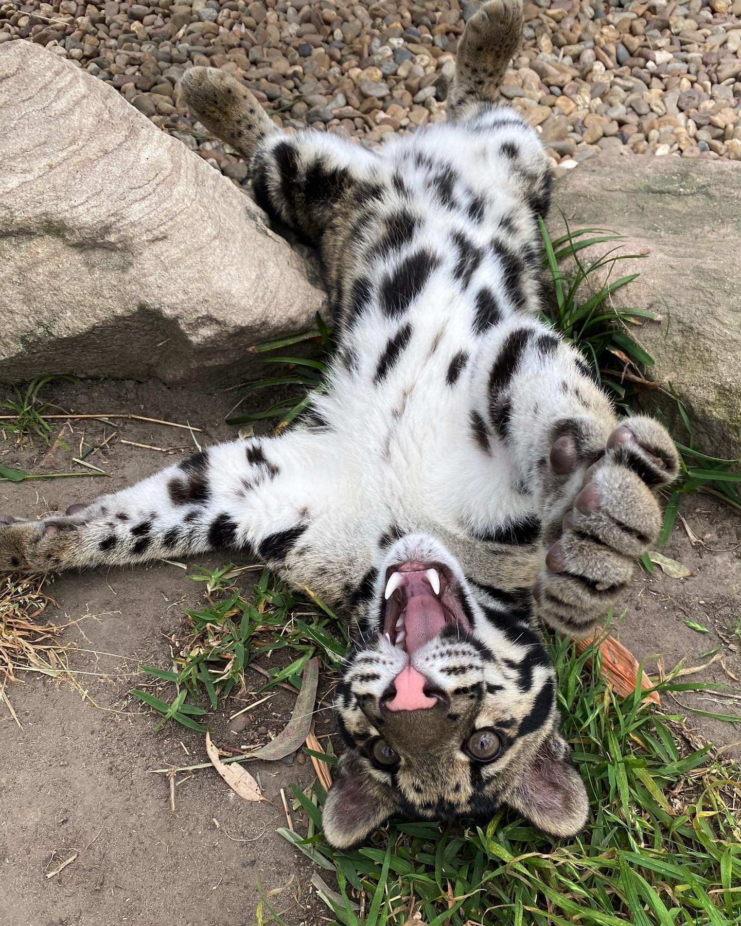 Cute cats - Big cats, Small cats, Clouded leopard, Cheetah, Serval, Caracal, Australia, Longpost, Wild animals, Cat family, The photo, Wild cat center