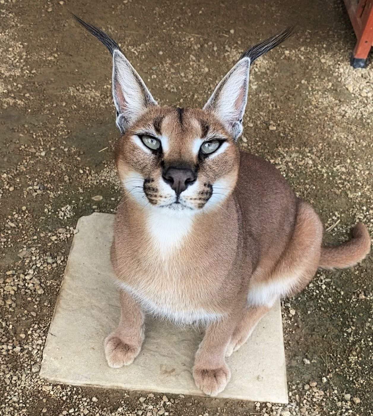 Cute cats - Big cats, Small cats, Clouded leopard, Cheetah, Serval, Caracal, Australia, Longpost, Wild animals, Cat family, The photo, Wild cat center