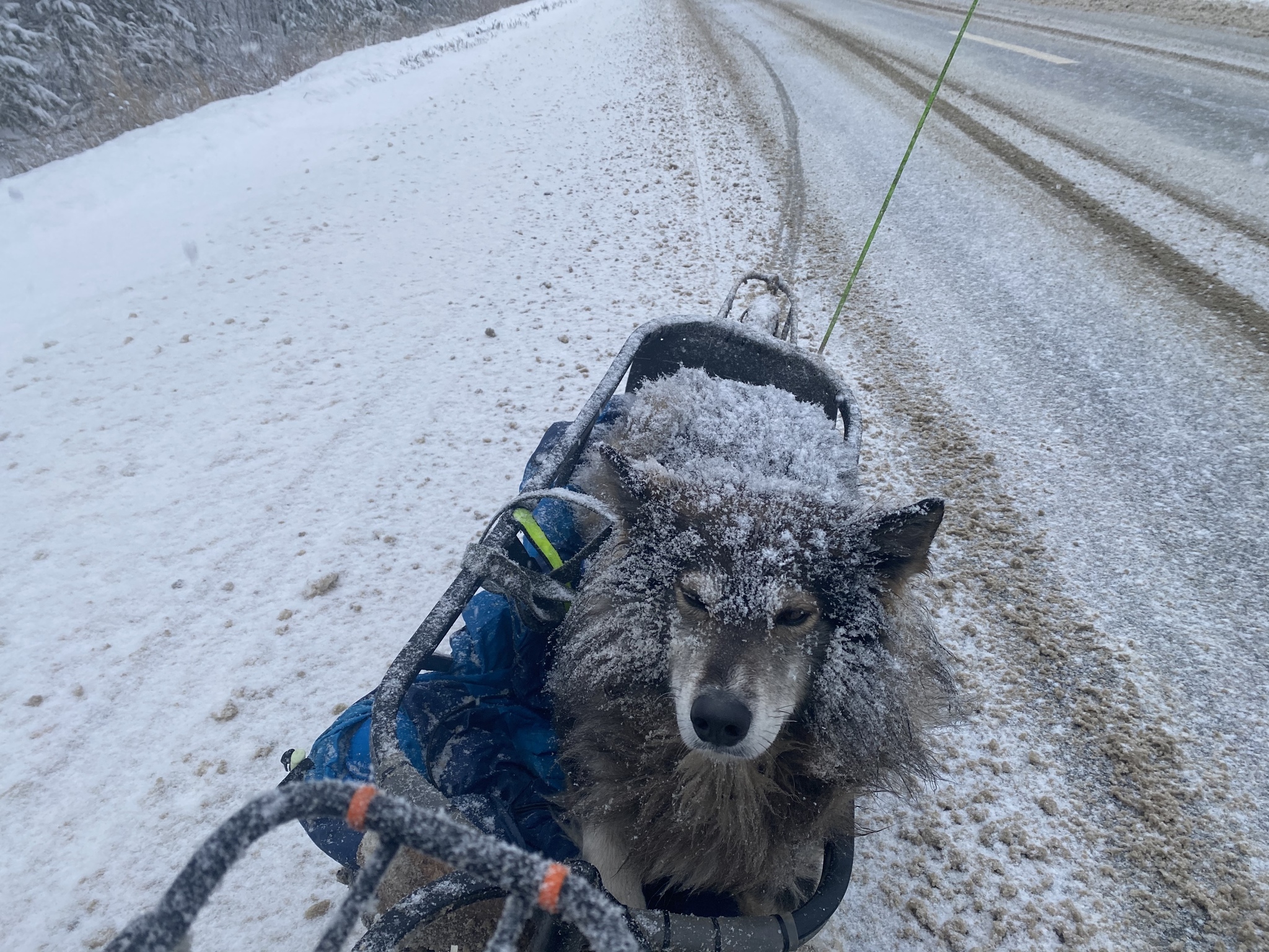 In Sochi, to the Black Sea on a bicycle with a dog - My, A bike, Travels, Sochi, Dog, Winter, Longpost, Gomel