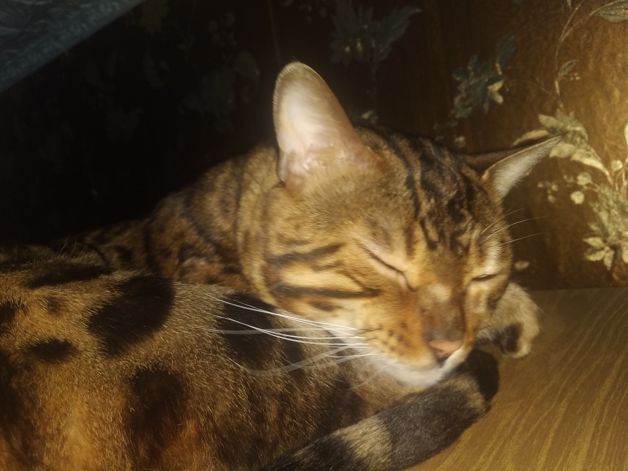 Sleeping handsome! - My, cat, Bengal cat, Animals