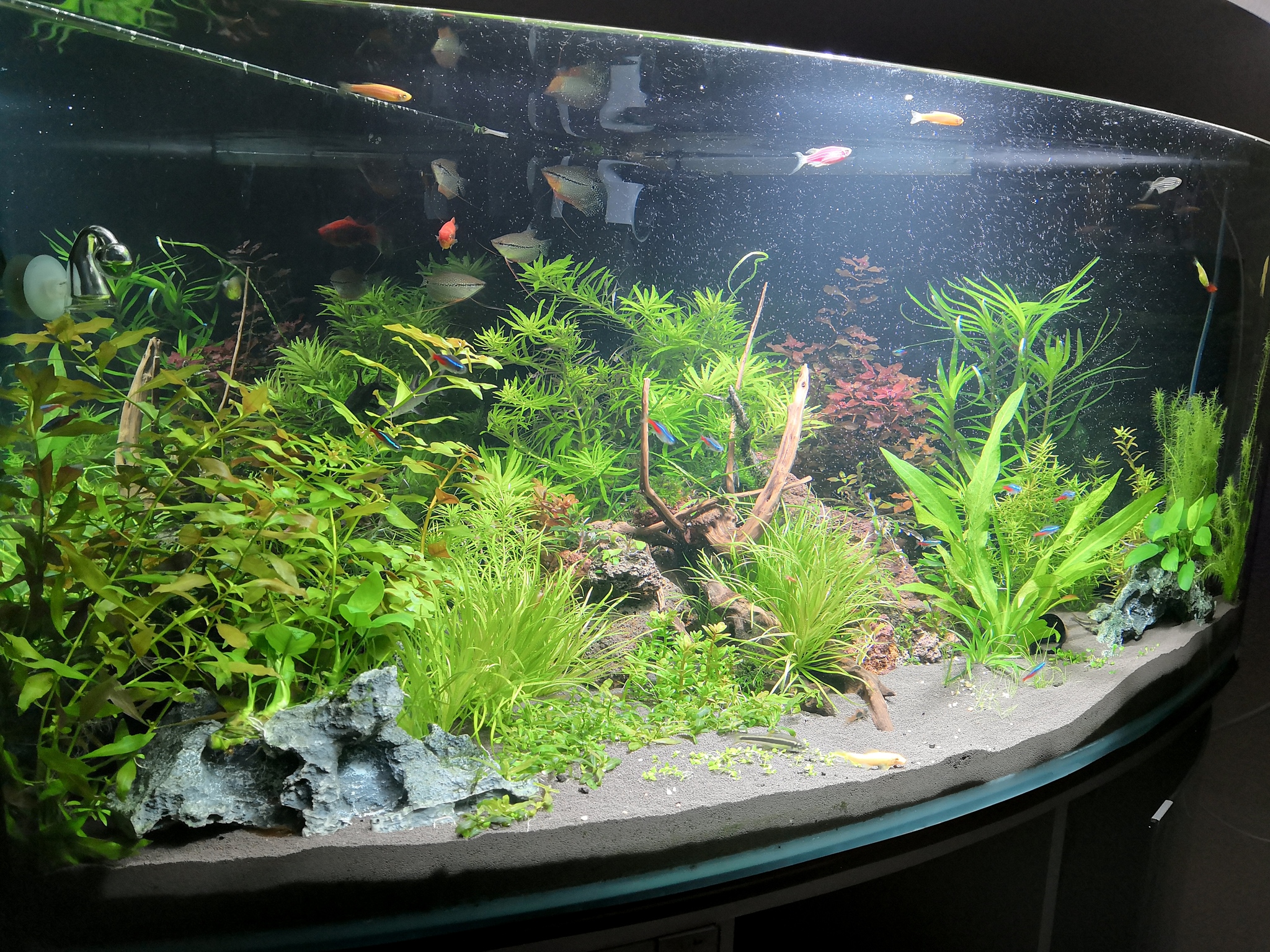 Forced restart of the aquarium, my experience - My, Aquarium, Aquarium, Restart, Bacteria, Balance, Priming, Longpost