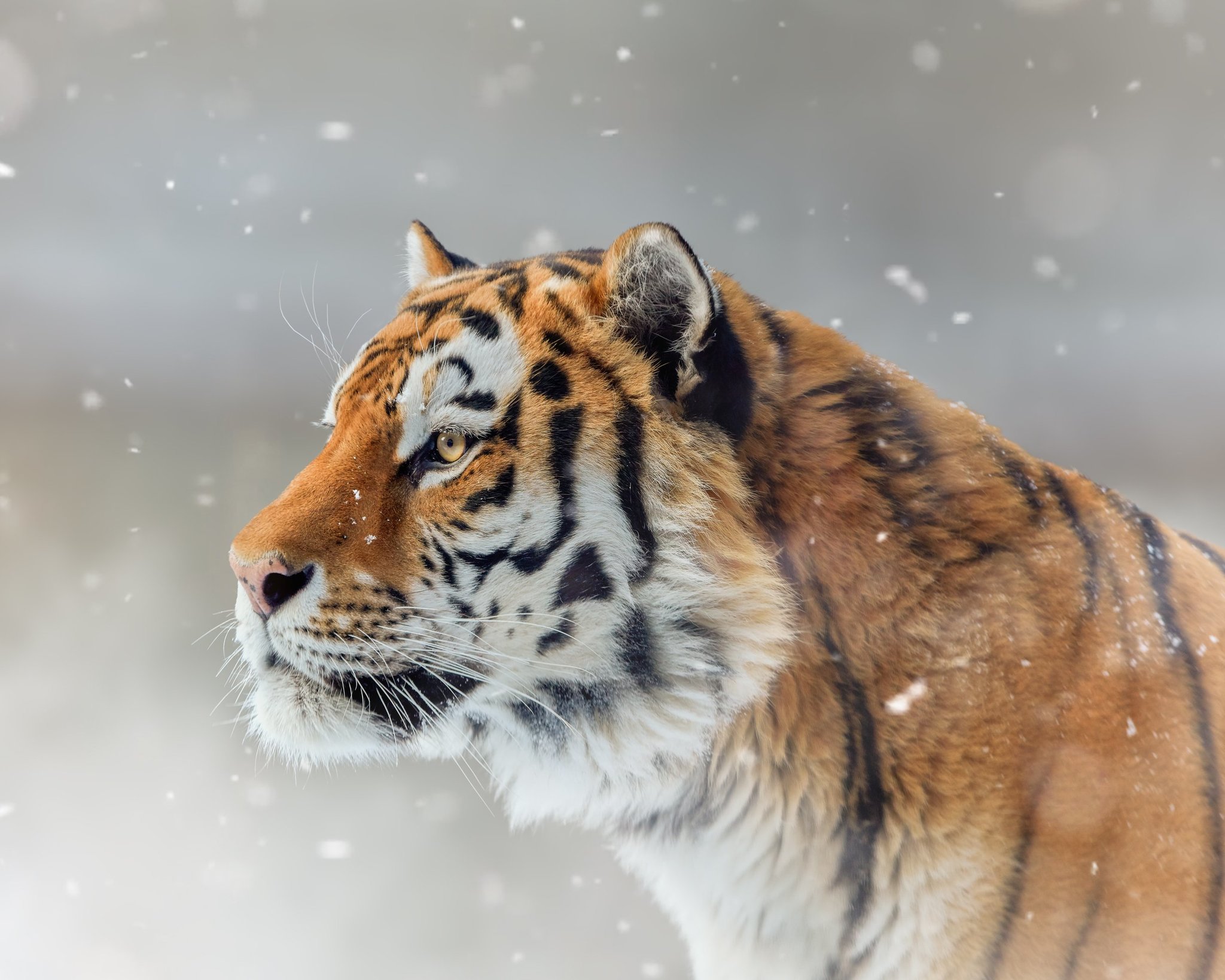 Amur tiger - Tiger, Big cats, Amur tiger, The photo, Cat family, Longpost