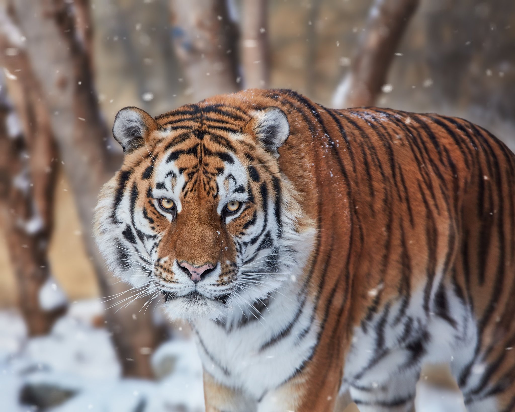 Amur tiger - Tiger, Big cats, Amur tiger, The photo, Cat family, Longpost