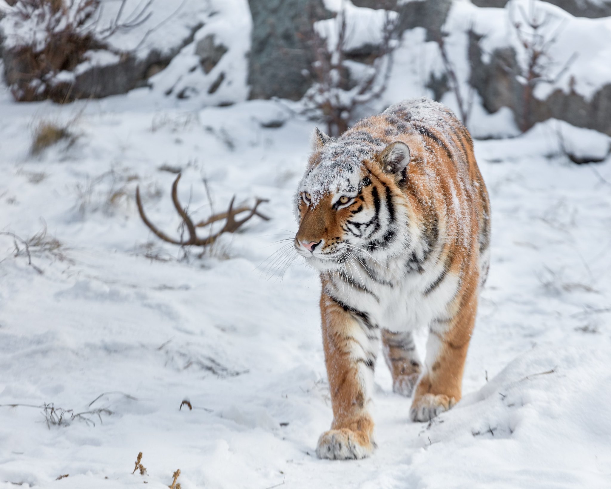 Amur tiger - Tiger, Big cats, Amur tiger, The photo, Cat family, Longpost