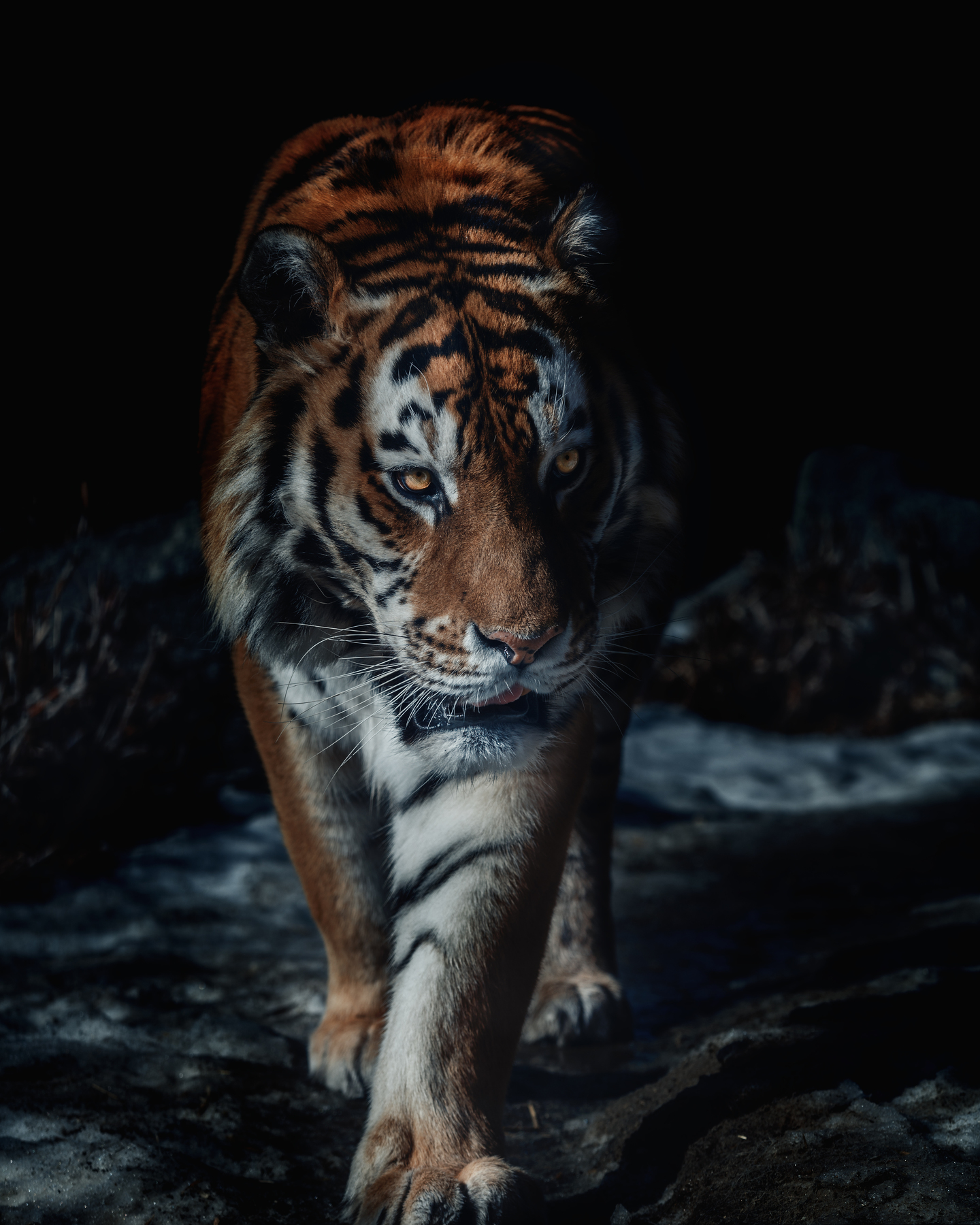 Amur tiger - Tiger, Big cats, Amur tiger, The photo, Cat family, Longpost