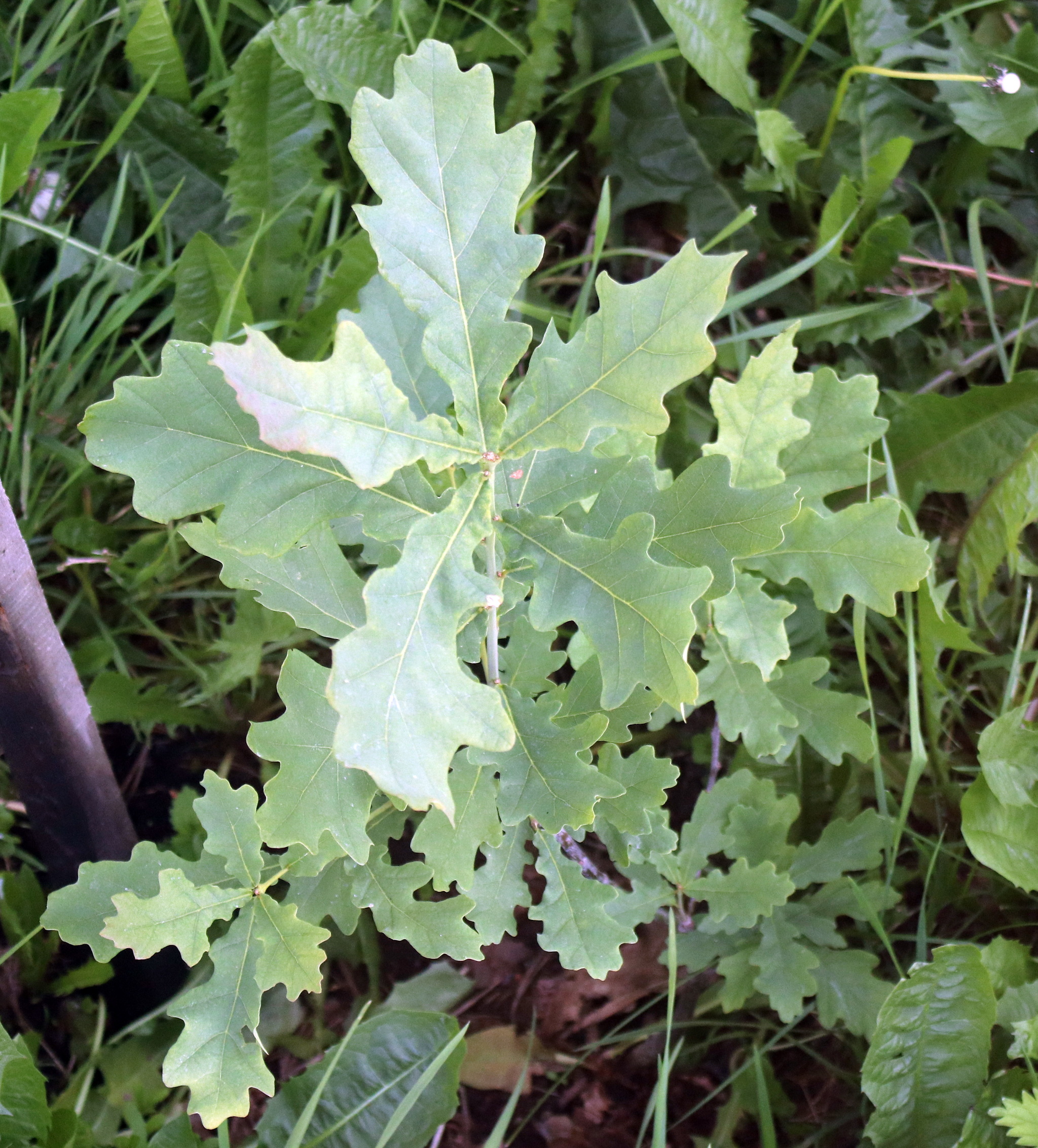 Ural garden and vegetable garden #30. Oak bust 3 - My, Oak, Garden, Gardening, Tree