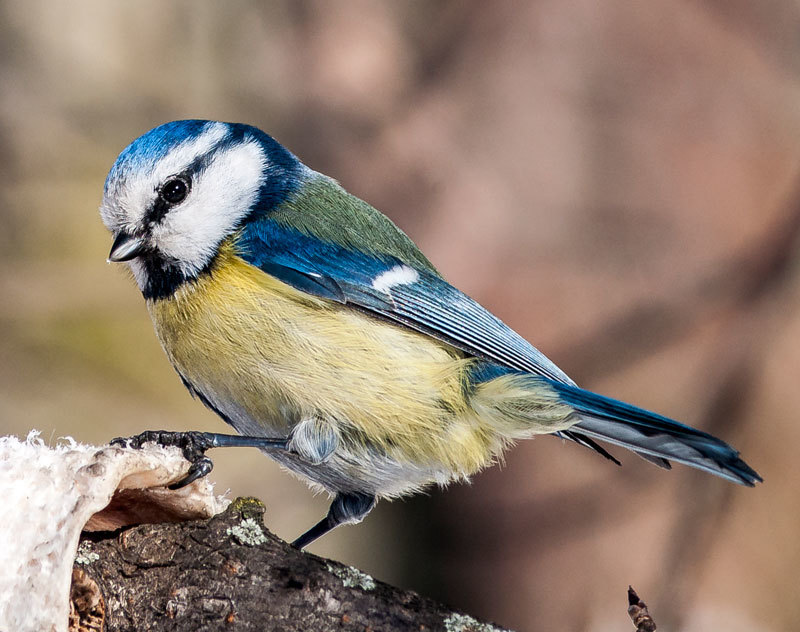 My new photos - My, The photo, Birds, Longpost, Tit, Bullfinches, Lazorevka, Redpoll