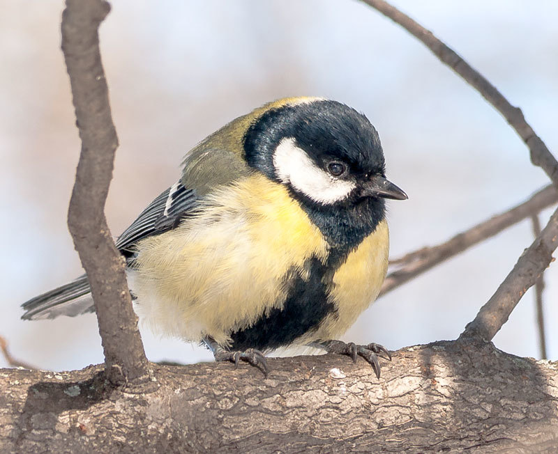 My new photos - My, The photo, Birds, Longpost, Tit, Bullfinches, Lazorevka, Redpoll