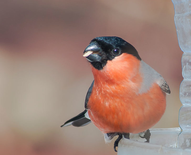 My new photos - My, The photo, Birds, Longpost, Tit, Bullfinches, Lazorevka, Redpoll