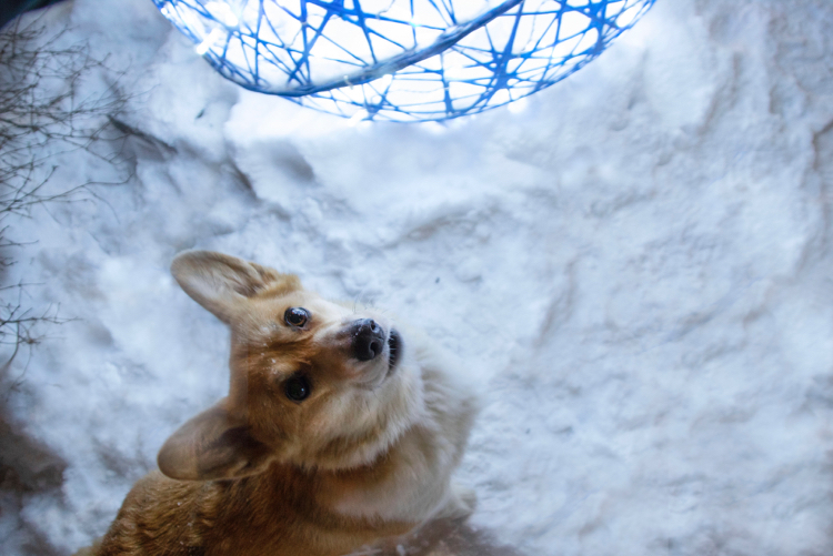 polar night - My, Dog, Corgi, polar night, Winter, Welsh corgi pembroke