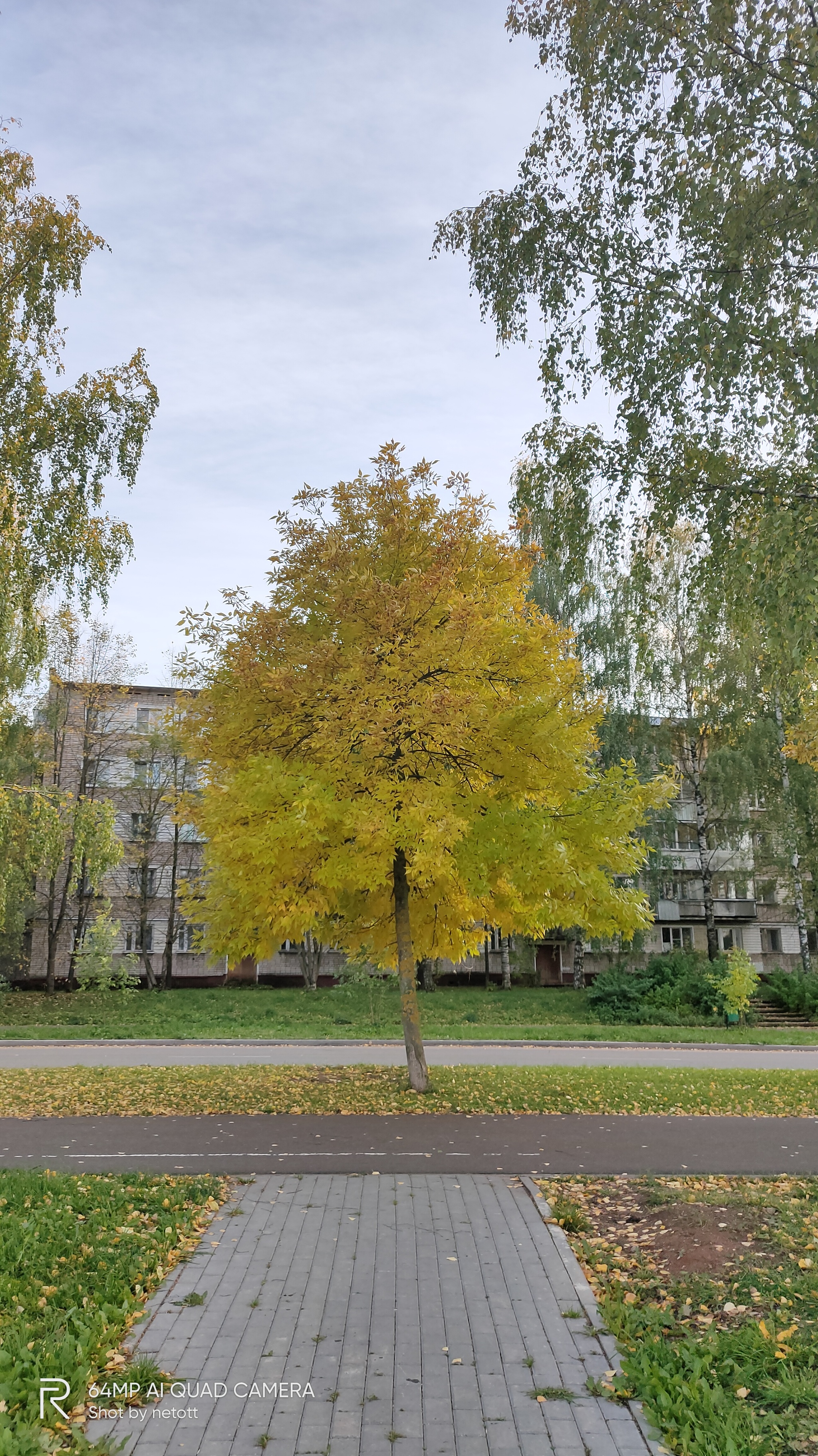 A little autumn - My, Autumn, Snowberry, Evening, Kirovo-Chepetsk, Vyatka River, Mobile photography, Longpost