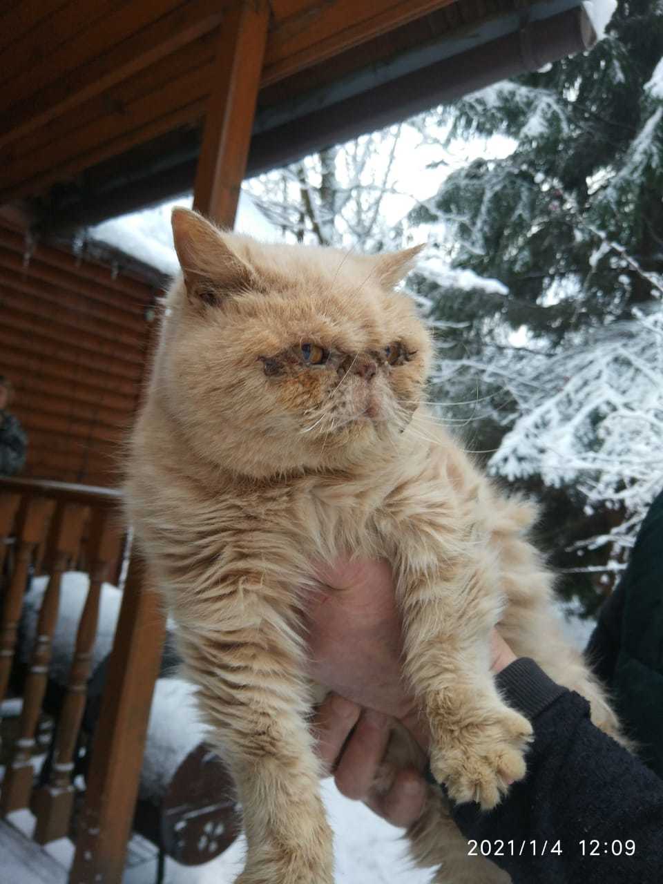 Кошке нужен дом - Моё, Кот, Ленинградская область, Помощь, Передержка, Потеряшка, Выборгский район, В добрые руки, Без рейтинга