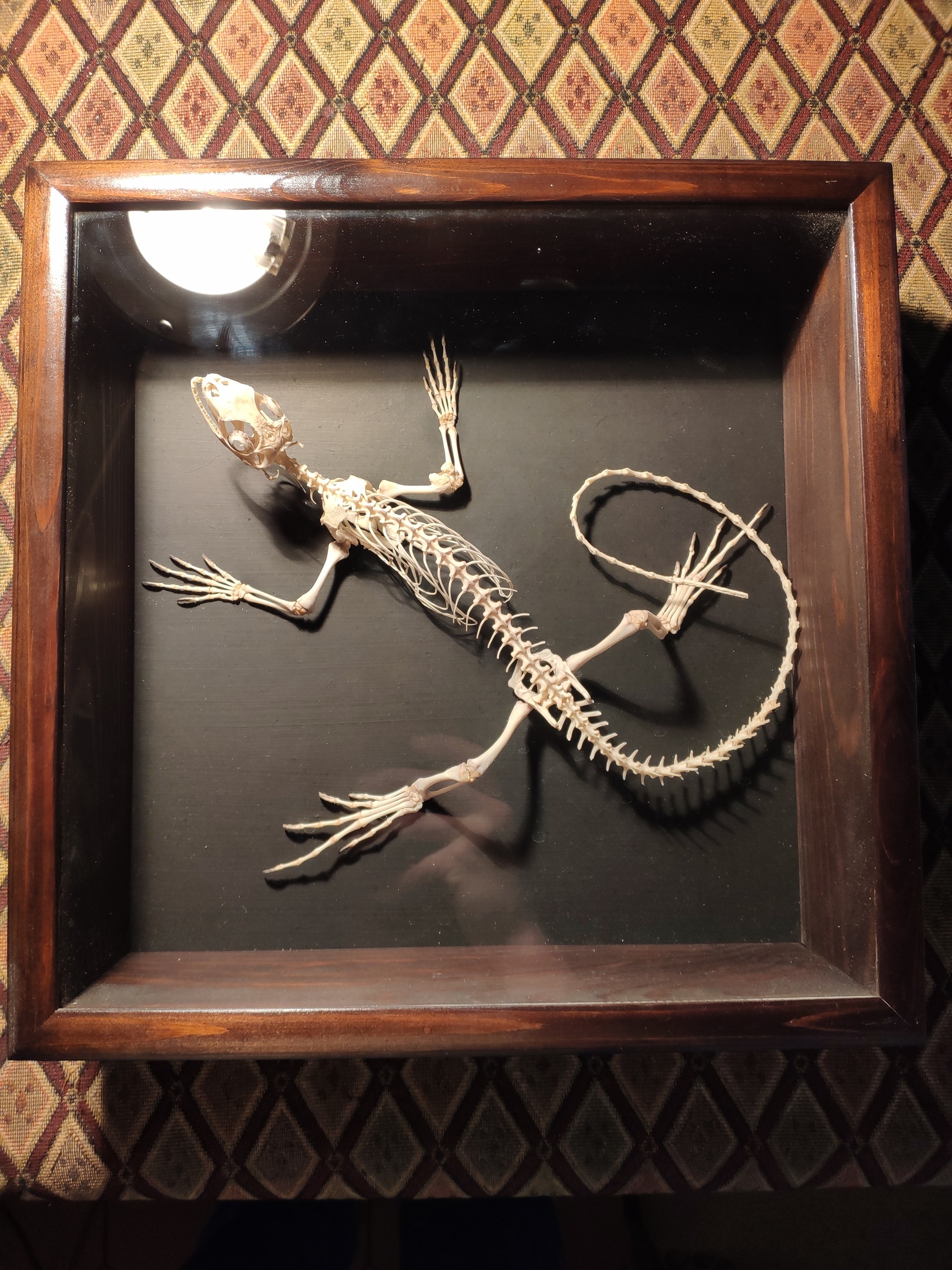 Iguana skeleton - My, Animals, Lizard, Iguana, Skeleton, Osteology, Taxidermy, Needlework without process, Hobby, Longpost