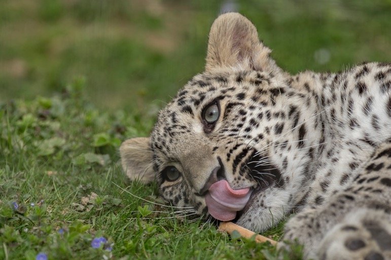 Переднеазиатский леопард - Леопард, Большие кошки, Редкий вид, WWF, Спасение животных, Кавказ, Видео, Длиннопост