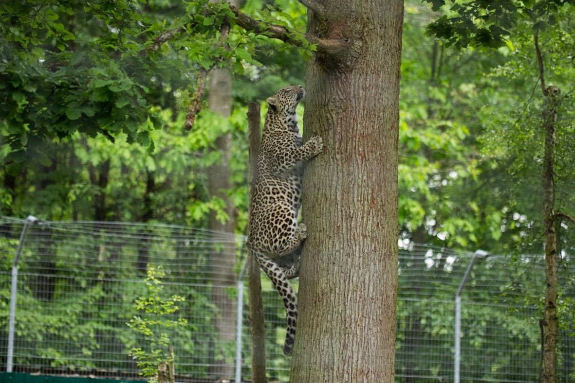 Переднеазиатский леопард - Леопард, Большие кошки, Редкий вид, WWF, Спасение животных, Кавказ, Видео, Длиннопост