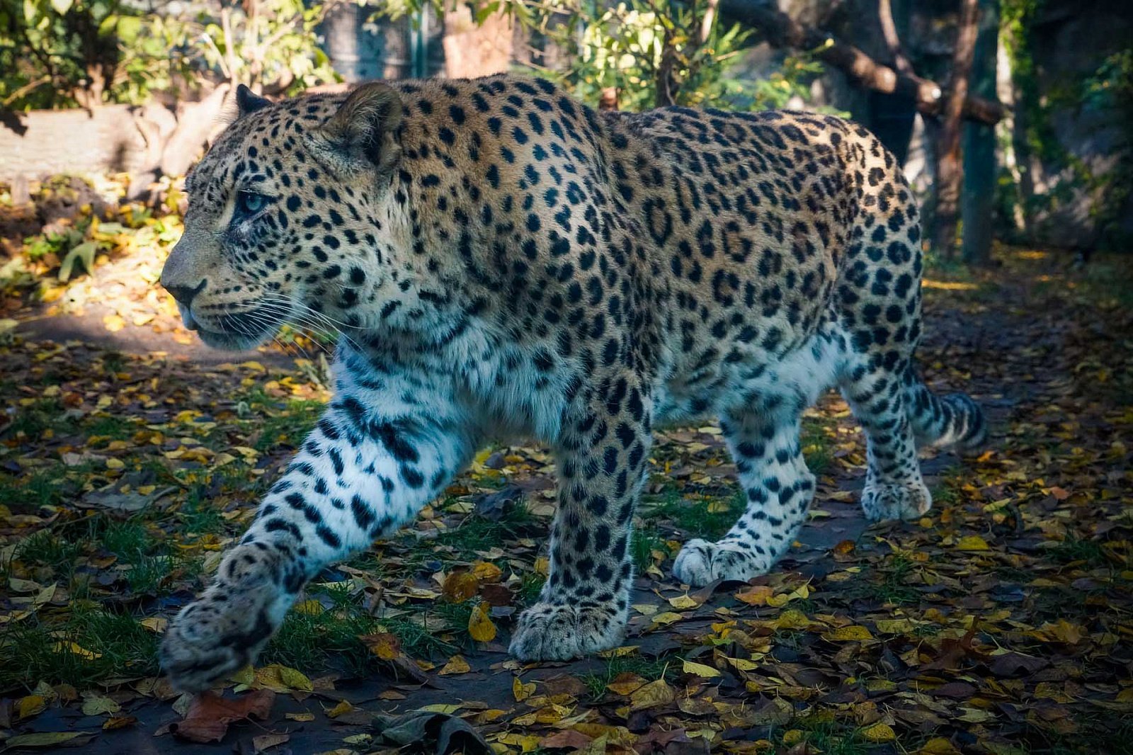 Переднеазиатский леопард - Леопард, Большие кошки, Редкий вид, WWF, Спасение животных, Кавказ, Видео, Длиннопост