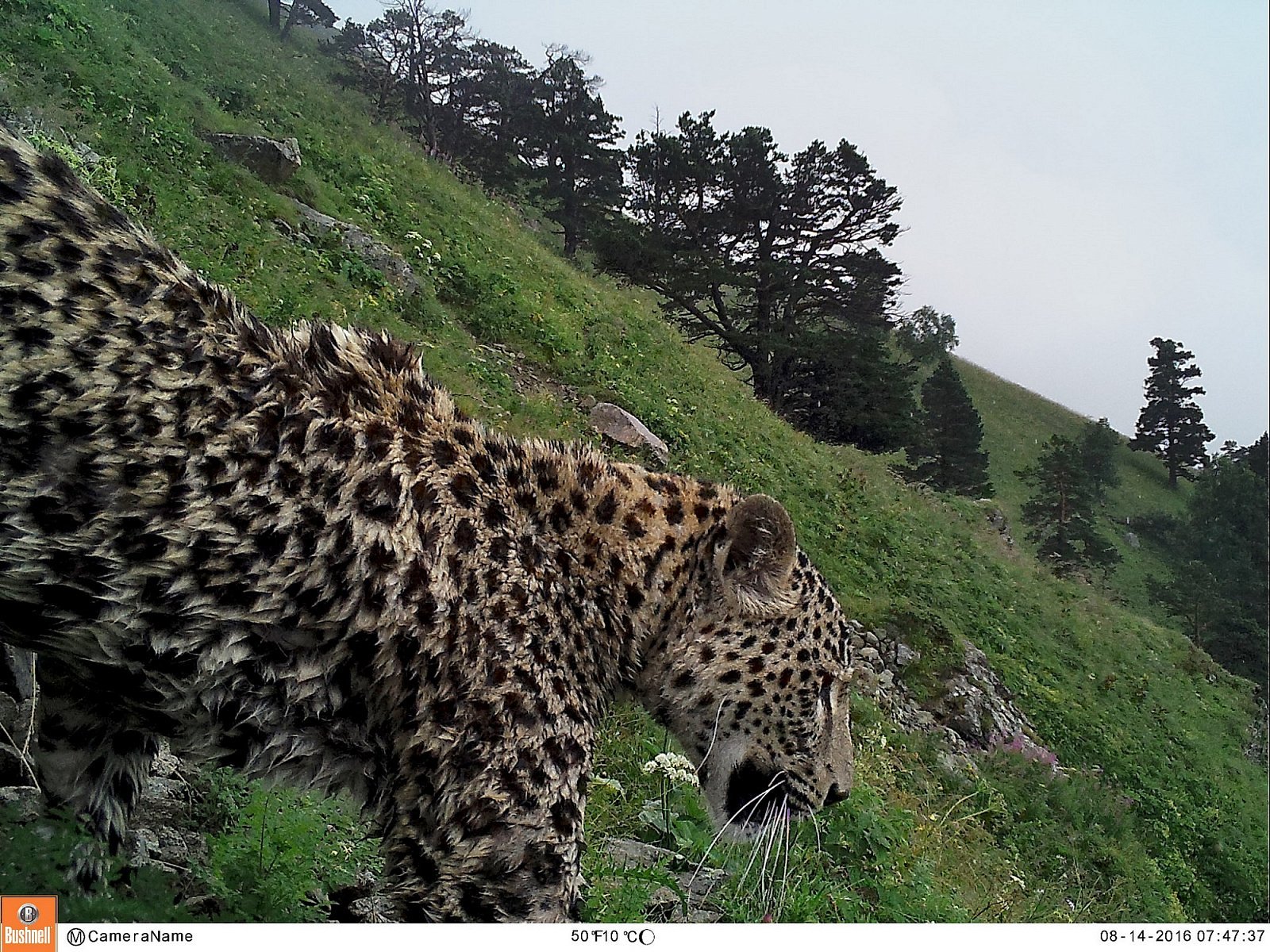 Переднеазиатский леопард - Леопард, Большие кошки, Редкий вид, WWF, Спасение животных, Кавказ, Видео, Длиннопост