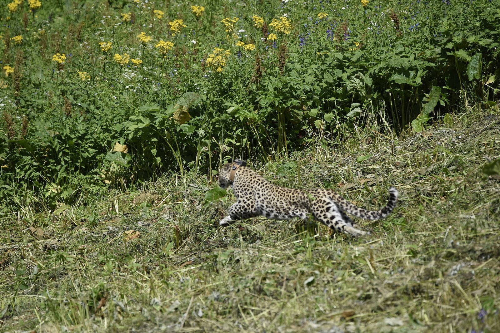 Переднеазиатский леопард - Леопард, Большие кошки, Редкий вид, WWF, Спасение животных, Кавказ, Видео, Длиннопост