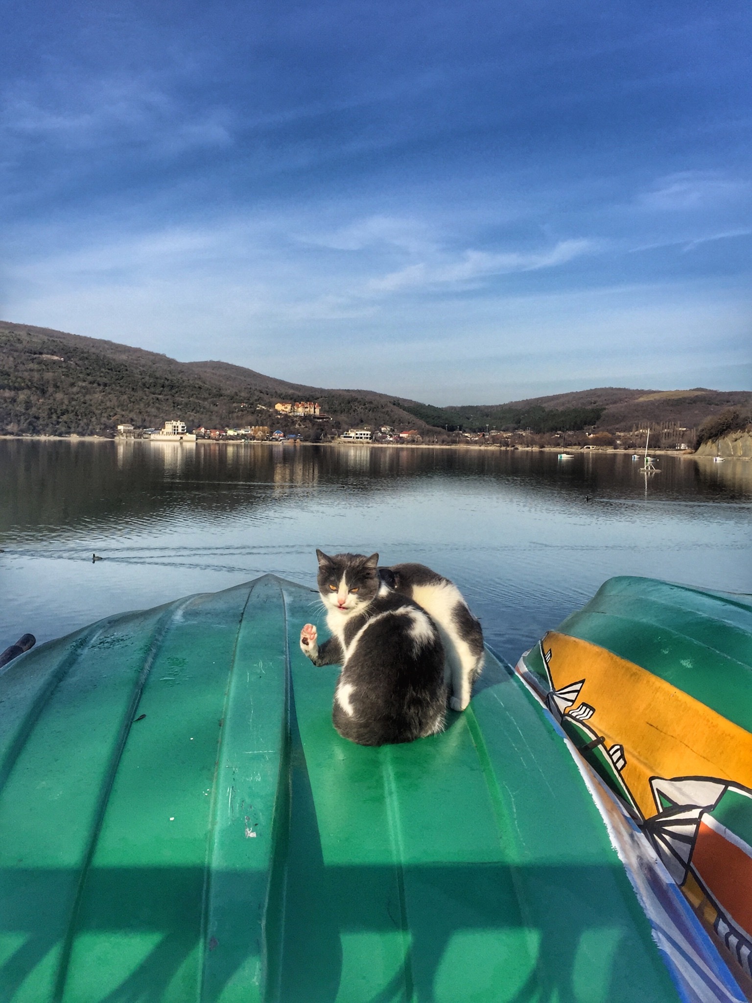 Relax, everything will be fine! - My, cat, Lake, Animals