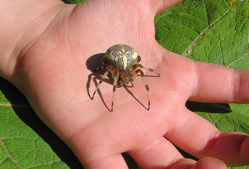 They're already crawling after you: 10 creepy Australian killer spiders - Insects, Spider, Australia, Negative, Longpost