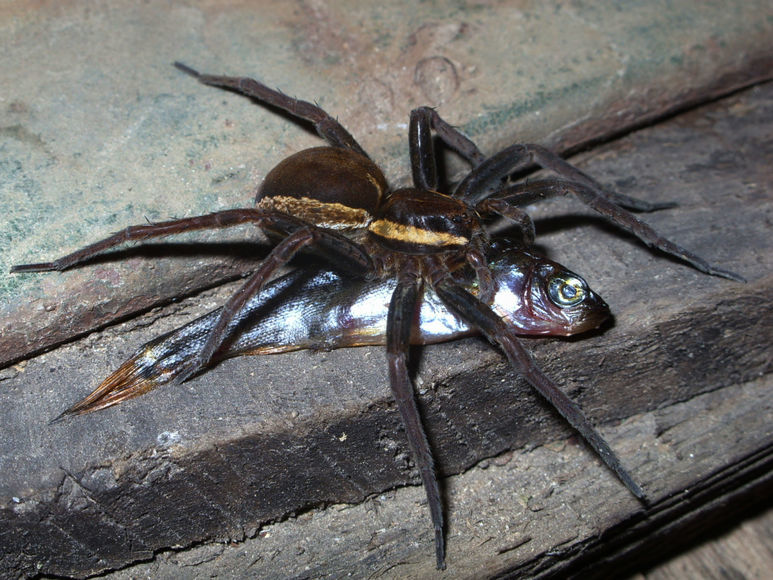 Они уже ползут за тобой: 10 жутких австралийских пауков-убийц | Пикабу