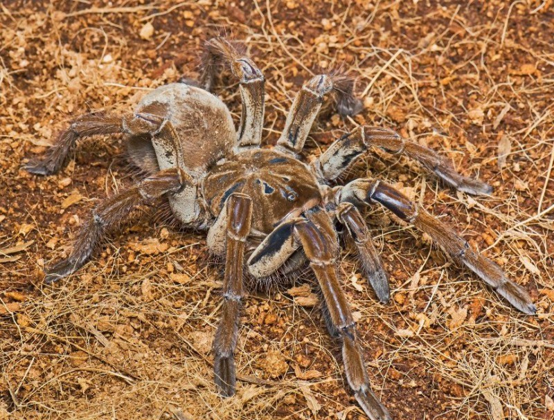 They're already crawling after you: 10 creepy Australian killer spiders - Insects, Spider, Australia, Negative, Longpost