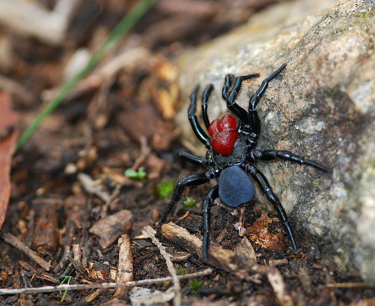 They're already crawling after you: 10 creepy Australian killer spiders - Insects, Spider, Australia, Negative, Longpost