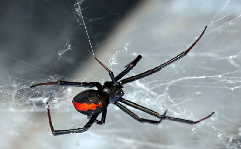 They're already crawling after you: 10 creepy Australian killer spiders - Insects, Spider, Australia, Negative, Longpost