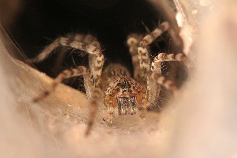 They're already crawling after you: 10 creepy Australian killer spiders - Insects, Spider, Australia, Negative, Longpost