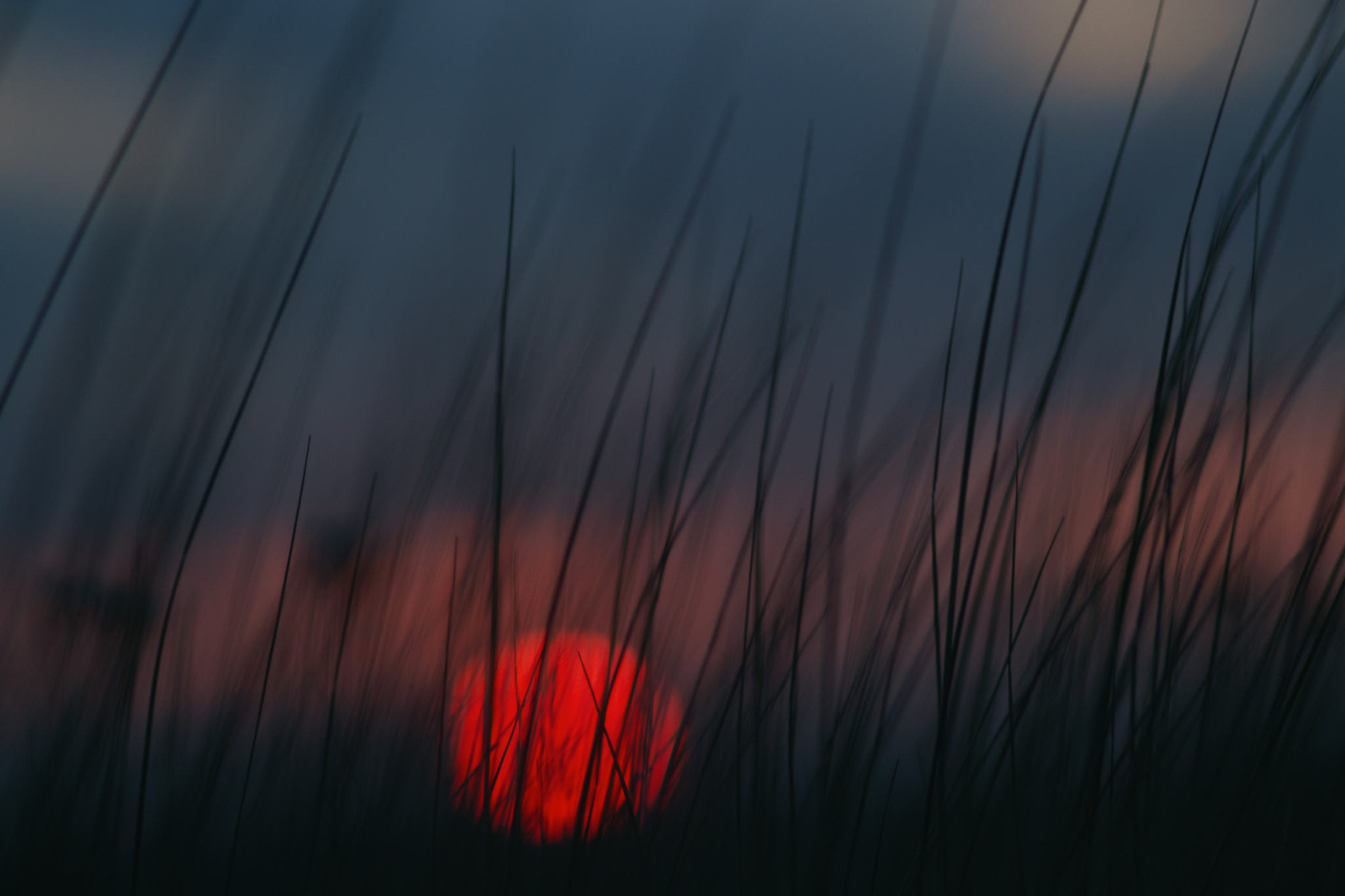 Suncatching - My, The photo, Nature, Field, dawn, The sun, Amateur photography, Jupiter-37, Soviet optics, Canon, Canon EOS 700D, Bokeh, Macro photography, Grass, Screensaver, Wallpaper