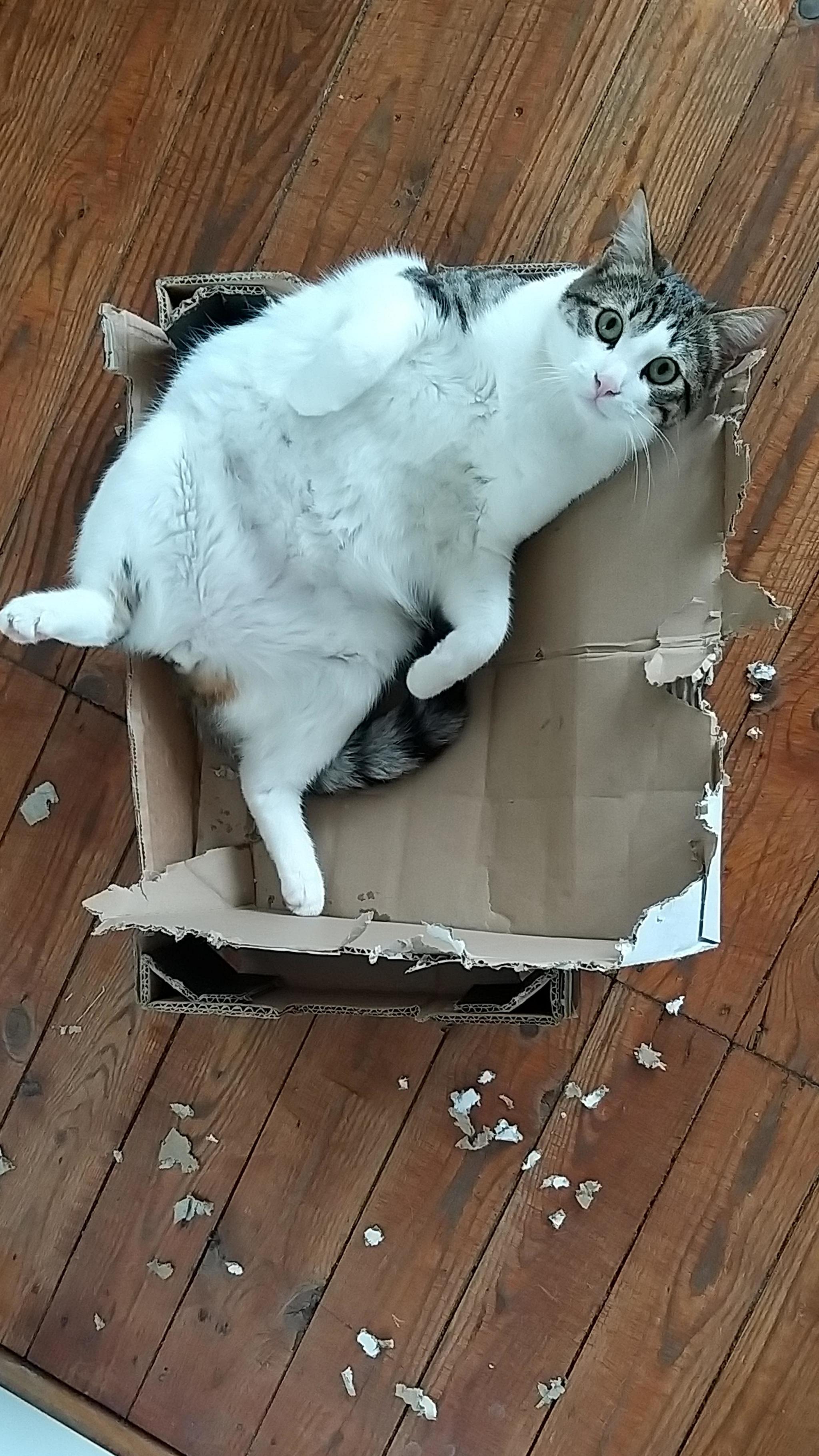 Homemade confetti maker - The photo, Animals, cat, Box, Sight, Reddit