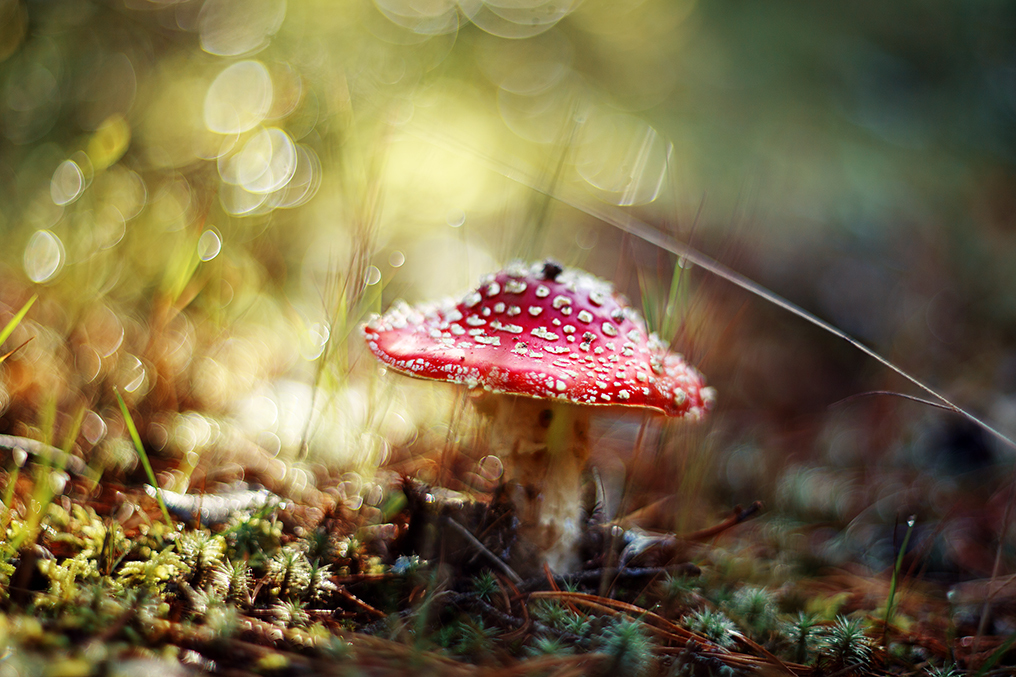 Walk to Komarovo. Leningrad region - My, Komarovo, Forest, Autumn, The photo, Nature, Longpost, beauty of nature, Fly agaric