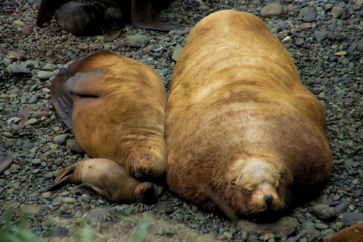 How a sea lion lives: some interesting facts from the life of a sea lion - Animals, Sea lions, Yandex Zen, Longpost