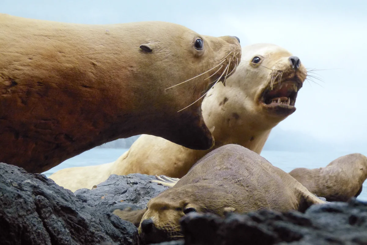 How a sea lion lives: some interesting facts from the life of a sea lion - Animals, Sea lions, Yandex Zen, Longpost