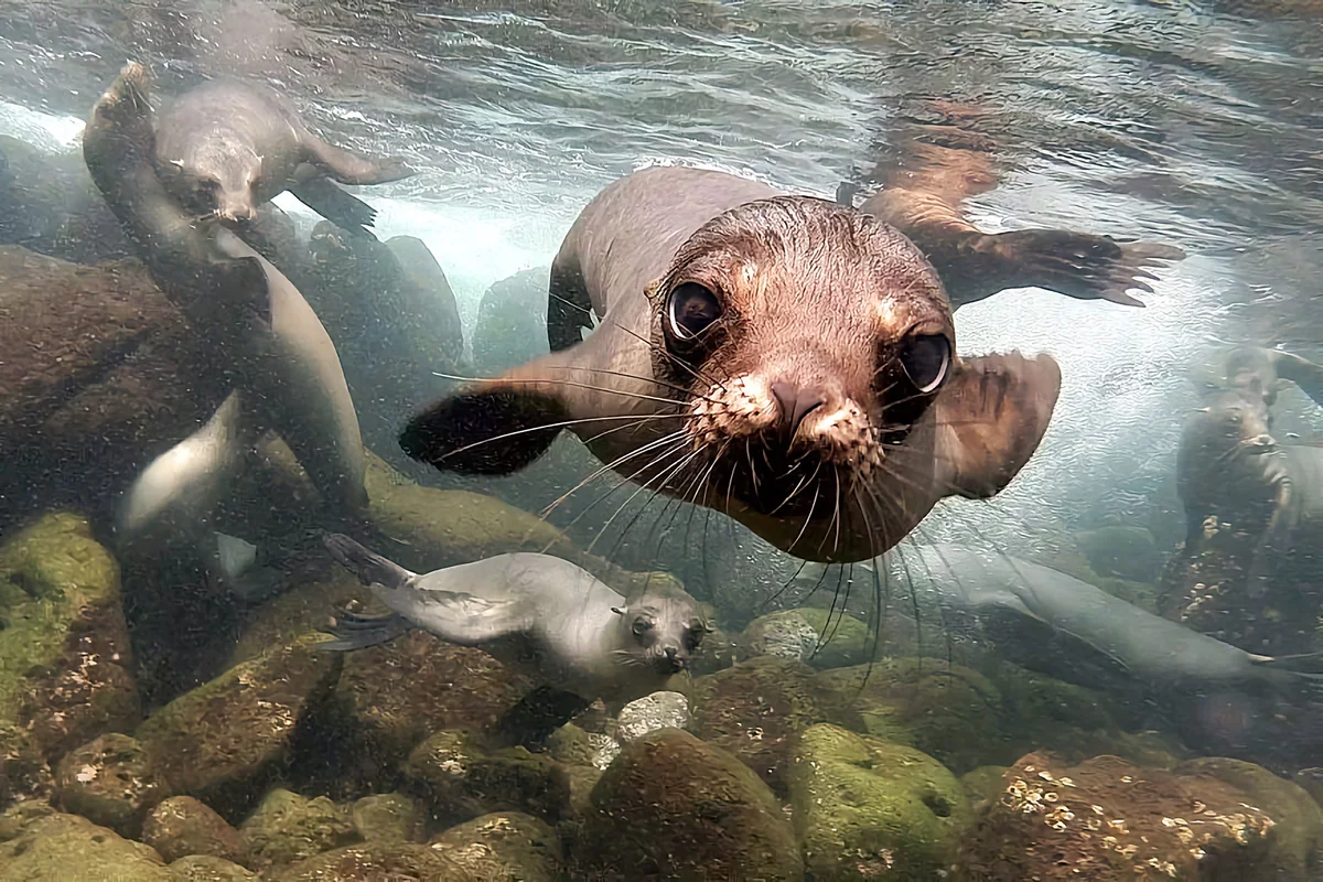 How a sea lion lives: some interesting facts from the life of a sea lion - Animals, Sea lions, Yandex Zen, Longpost